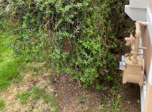 Matthew T.'s Bush Trimming service result