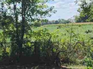 Cleanups by Chad Mann for Miranda Z. in McCordsville, IN
