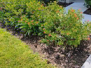 Weeding by James Ramey for Donna F. in Haines City, FL