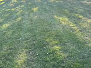 Ronald E.'s Lawn Mowing Service service result