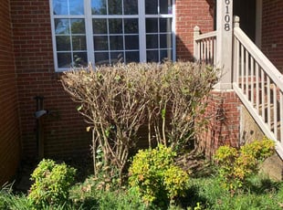 Bush Trimming by Melvin Pryor for Charles C. in Nashville, TN