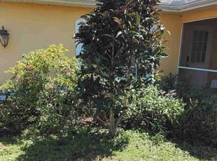 Bush Trimming by Sterlinne Jerome for Cassidy H. in North Port, FL