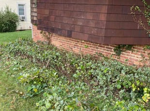 Bush Trimming by Kenneth Jackson Jr for Carlos S. in Baltimore, MD