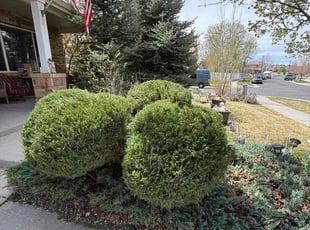 Bush Trimming by sebastian escalante hernandez for Millard F. in Denver, CO