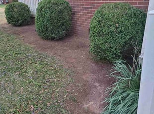 Bush Trimming by Clyde Scotton for James B. in Siler City, NC