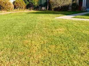 Sonya H.'s Lawn Maintenance service result