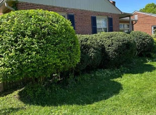 Bush Trimming by Fidel Rodriguez for Martia C. in Alexandria, VA