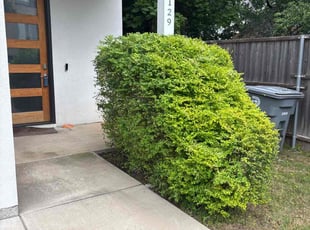 Bush Trimming by Victor/ Madeline Ramirez for Diana N. in Dallas, TX