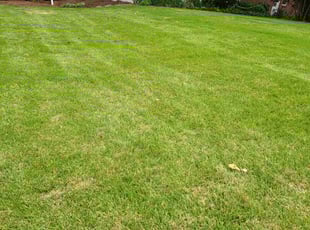 Esmie B.'s Yard Cutting service result
