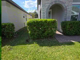 Bush Trimming by Aneudy Roldan for SARGE S. in Oviedo, FL