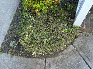Bush Trimming by Nyasia Gattison for Freddie J. in Clemmons, NC