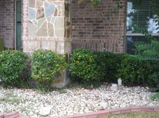 Bush Trimming by Rosalinda Vasquez for Tedisha B. in Fort Worth, TX