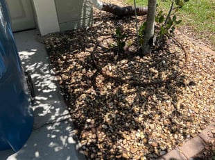 Weeding by Thomas Niederhelman for Alex D. in Brooksville, FL