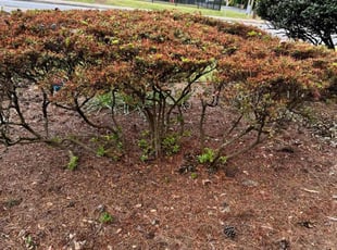 Bush Trimming by Victor Martinez for Georgia Premier Homes I. in Dunwoody, GA