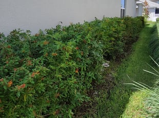 Bush Trimming by Carlos Martinez for Henry B. in Orlando, FL