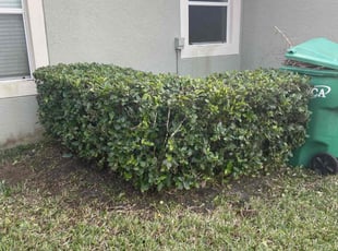 Bush Trimming by Edwin Rios Rosado for Shari T. in DeLand, FL