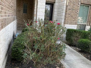 Weeding by Juan Vazquez for Qiana C. in San Antonio, TX