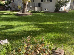 Leaf Removal by Martin Elias for liz W. in Denver, CO