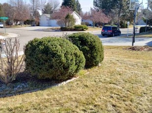 Bush Trimming by Kelly Hansen for Scott J. in Boise, ID