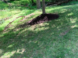 Mulching by Timmy Brant for Erin M. in Silver Spring, MD