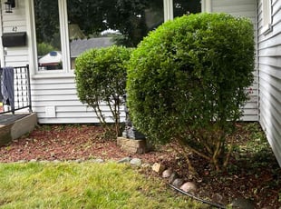Bush Trimming by Jess June for John K. in Madison, WI