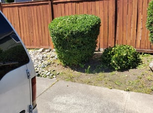 Bush Trimming by Richard Holdridge for Bob C. in Puyallup, WA
