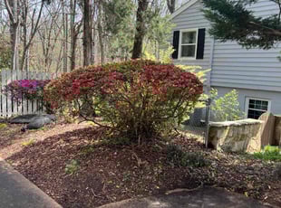 Bush Trimming by Clay Turner for Thomas K. in Charlotte, NC