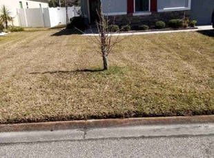 Bush Trimming by Thomas Wilson for Jenica G. in St. Augustine, FL