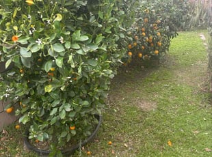 Bush Trimming by Fernando Gomez Rodriguez for Cecil C. in Norwalk, CA