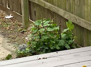 Bush Trimming by Steven Moreira for tanikia a. in Virginia Beach, VA
