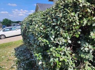 Bush Trimming by Noheli Diaz for Dawnya M. in Fort Worth, TX