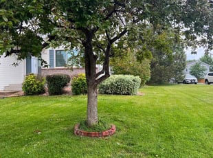 Bush Trimming by Jesse Nunez for Shawna N. in Centennial, CO