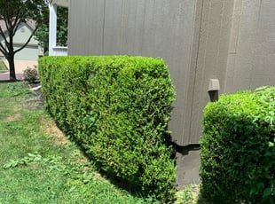 Bush Trimming by James Rosa for Vianney B. in Overland Park, KS