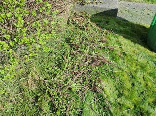 Bush Trimming by Socrates Cruz GarcΓa for Elijah A. in Spanaway, WA
