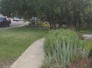 Leaf Removal by Sharmaine Miranda for Jeffery F. in Colorado Springs, CO