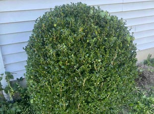 Bush Trimming by Nathaniel Turnbow for Michael B. in Cincinnati, OH