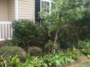 Bush Trimming by Michael Gregory for Frank W. in Gastonia, NC