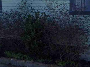 Bush Trimming by Tre Gipson for Rhianna J. in New Orleans, LA