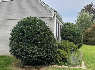 Bush Trimming by Estefani Cardoso for Chris S. in Silver Spring, MD