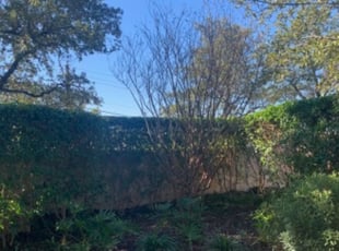 Bush Trimming by Guadalupe Casas Perales for Matthew J. in San Antonio, TX