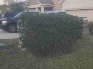 Bush Trimming by Richard Rhoden for Melanie S. in Haines City, FL