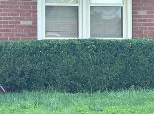 Bush Trimming by Genee Buckner for Rosalind R. in Florissant, MO