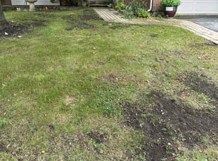 Carol S.'s Lawn Seeding service result
