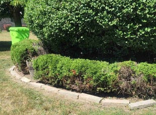 Bush Trimming by Jocelyn Wilson for Robert W. in Macomb, MI