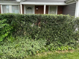 Bush Trimming by Leonardo Feliciano for Ryan R. in Powell, OH