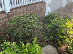 Bush Trimming by Rey Rijos for Sarah T. in Virginia Beach, VA