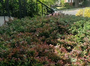 Bush Trimming by Artavius Clark for Isaac P. in Hyattsville, MD