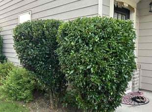 John R.'s Bush Trimming service result
