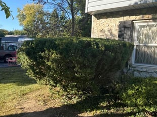 Bush Trimming by Luis Contreras for Dorothy J. in Indianapolis, IN