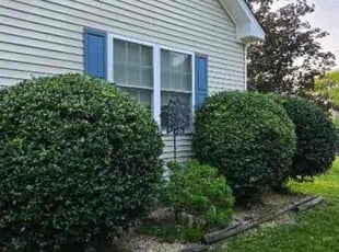 Bush Trimming by Brandon Russell for Teresa C. in Chesapeake, VA